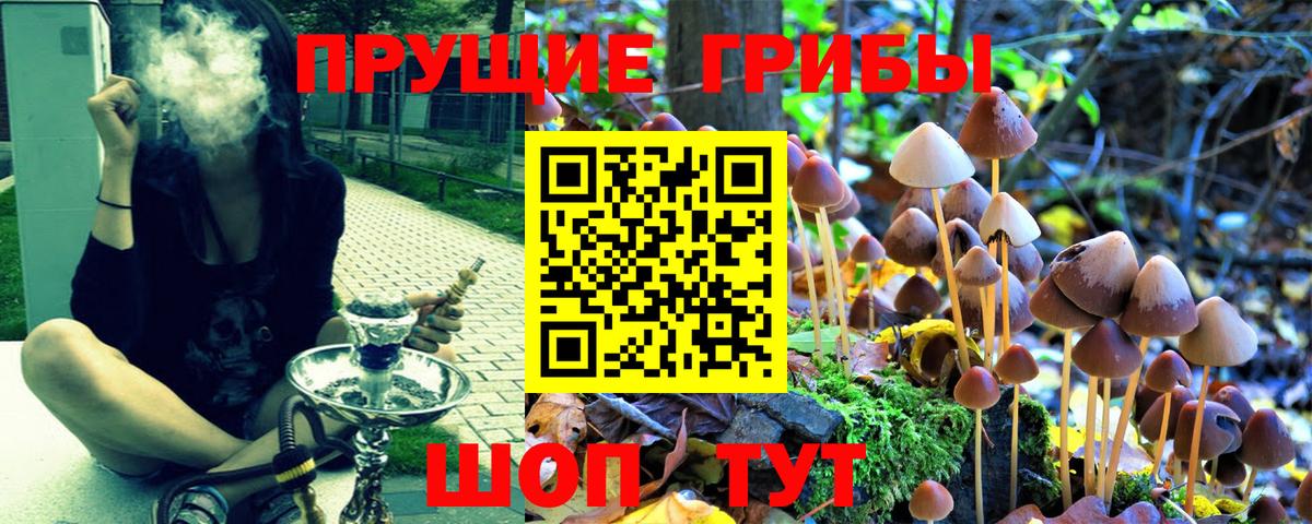 Псилоцибиновые грибы Psilocybe Ессентуки